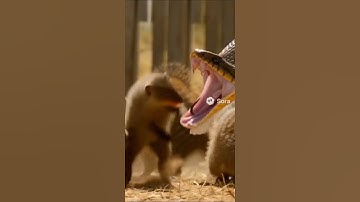 Giant Python Ambushes Mongoose Family, INSTANTLY Regrets It! 😱  #shorts