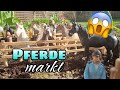 Ich war auf dem grten pferdemarkt pferdekaufschleich