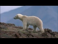 Polar bear hunting for survival