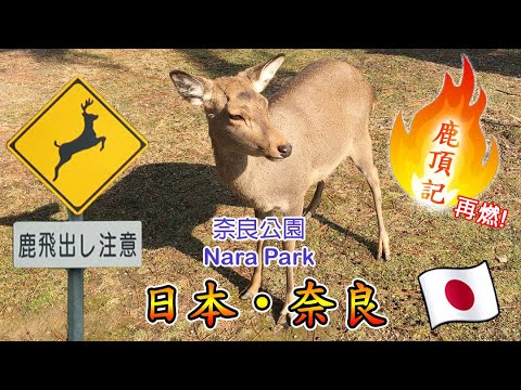 【旅遊】【聖誕】【日本】【奈良】奈良公園、大自然 鹿 2019/12 | rwTV
