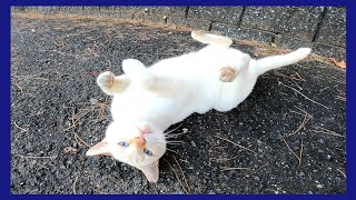 ナデナデすると強烈に懐いてくるようになった野良猫