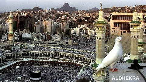سورة هود ۞ إِنِّي تَوَكَّلْتُ عَلَى اللَّهِ رَبِّي وَرَبِّكُم ۚ