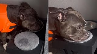 Smart Dog Wipes His Mouth After Drinking