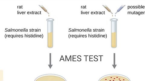 Ames test for mutagenic chemicals