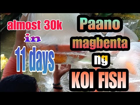 PAANO MAGBENTA NG KOI FISH 