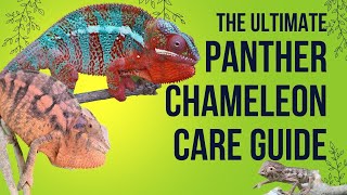 Panther Chameleon Care Requirements