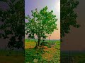 মনের শান্তি প্রকৃতিতেই | Nature #shorts #village