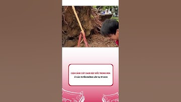 Cận cảnh cây xanh bật gốc trong mưa ở các tuyến đường lớn tại TP.HCM