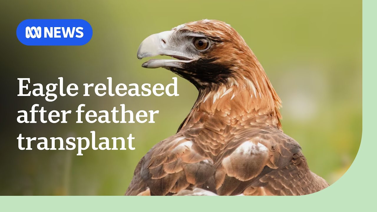 'Storm' the eagle released from care after feather transplant | ABC NEWS