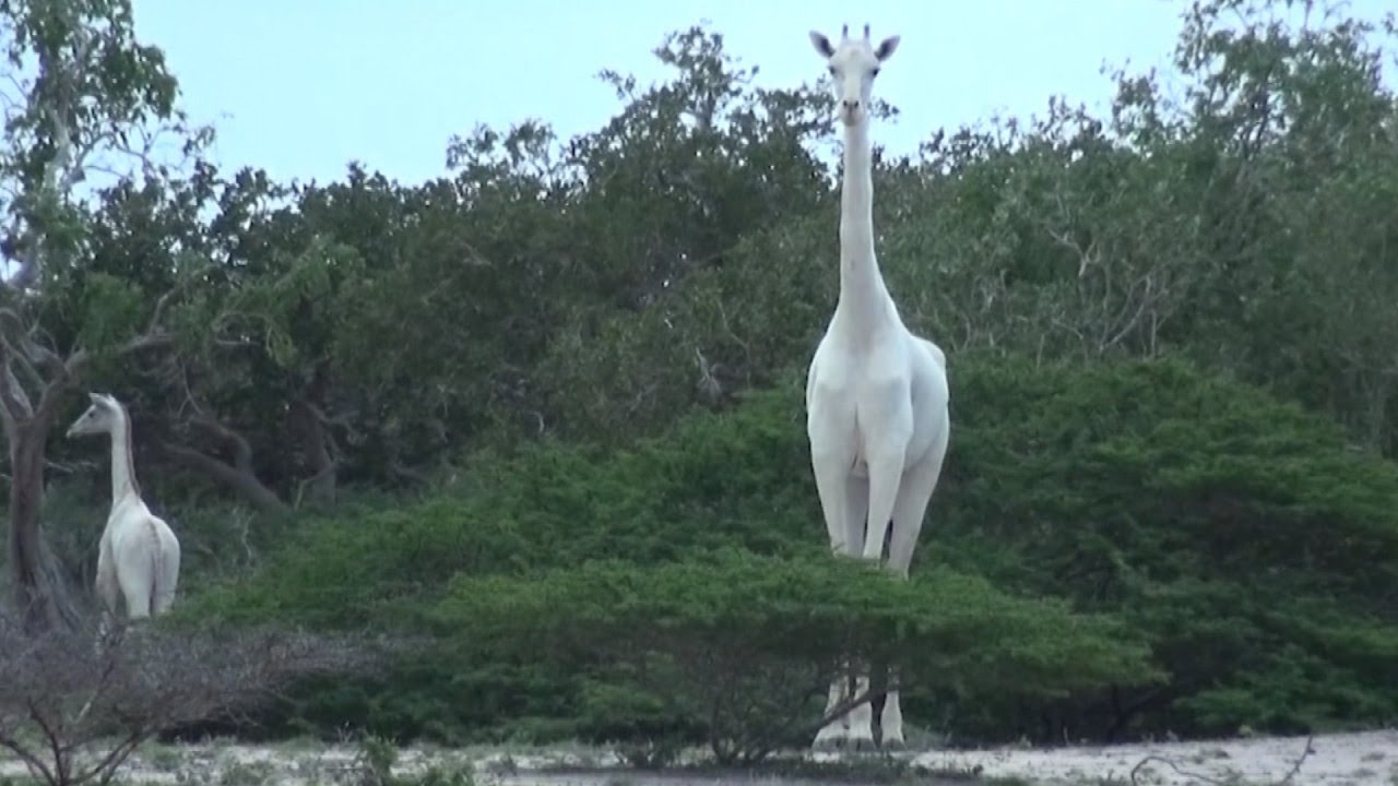 Rare White Giraffe and Her Baby Spotted, Caught On Camera For First Time