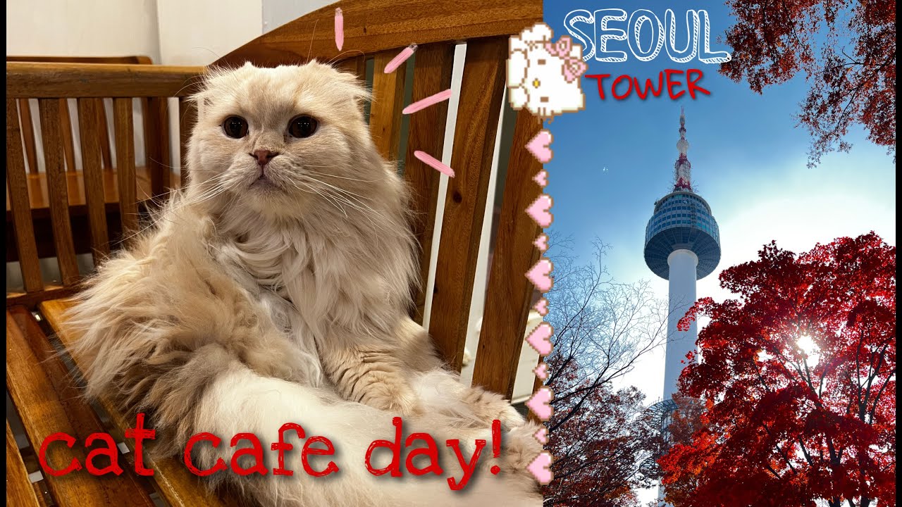 🇰🇷 Seoul Vlog D8 | Cat Cafe & Seoul Tower