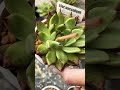 [多肉植物geee]ブラックマーブル^_^ #succulent #geee #plants #garden #ベランダ多肉 #タニパト #gardening
