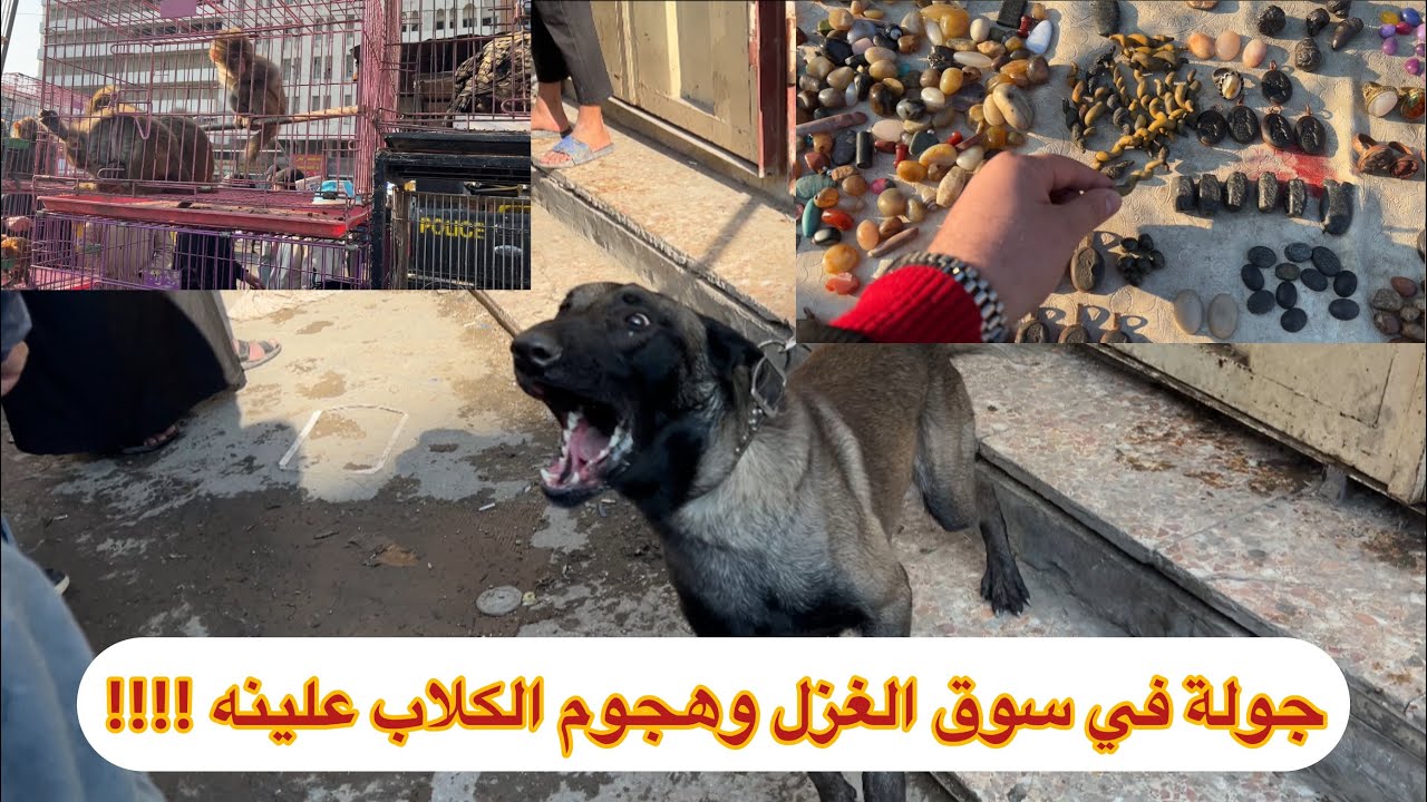 جولة في سوق الغزل وشفت عرج السواحل سعره 10 شدات