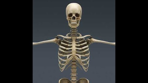 Human Skeleton Maya Rigged 3D model from CGTrader.com