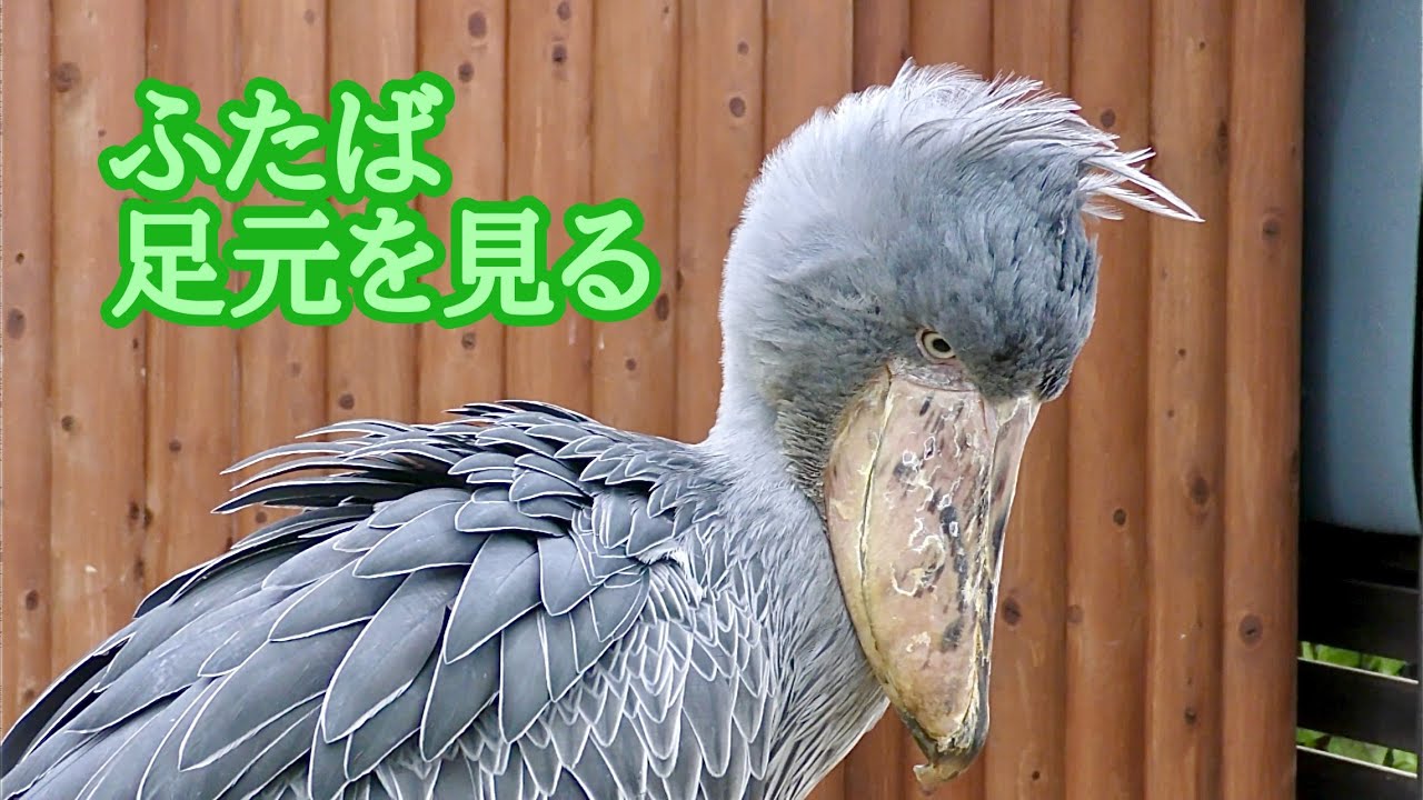 ハシビロコウ ふたばちゃん 足元を見ています【掛川花鳥園】Shoebill