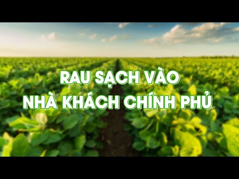 Video Cùng sống xanh số 4: Rau sạch vào Nhà khách Chính phủ - youtube