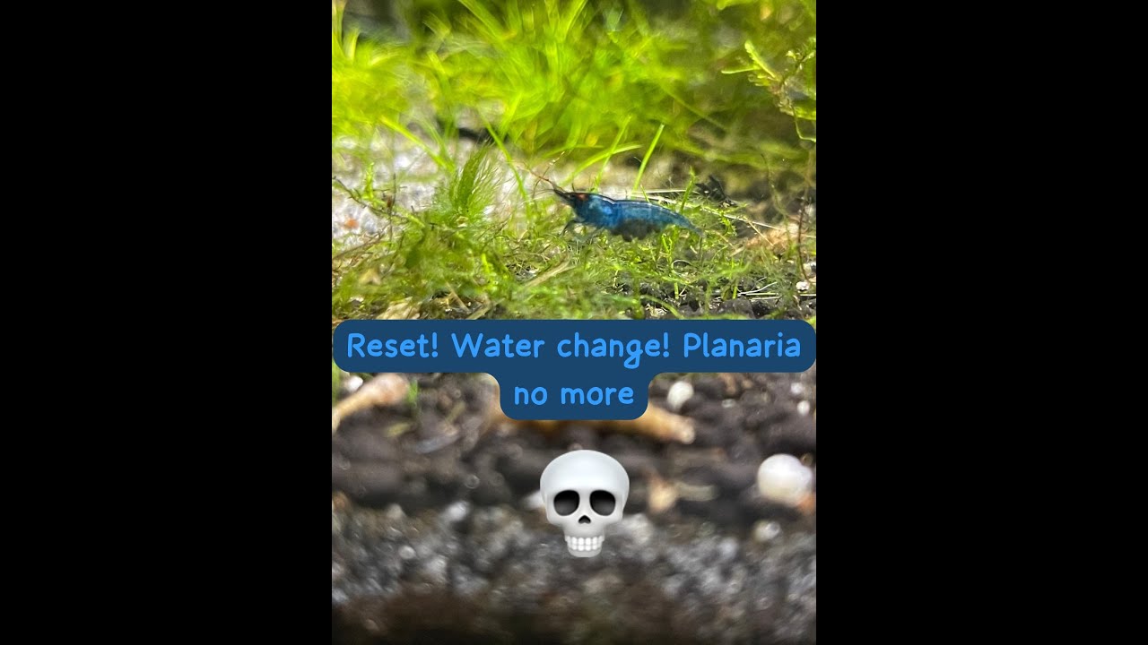I had to RESET shrimp tank... planaria took over and water change..