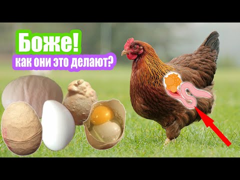 Почему куры несут кривые яйца? #птицеводство #орнитология