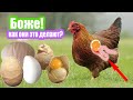 Почему куры несут кривые яйца? #птицеводство #орнитология