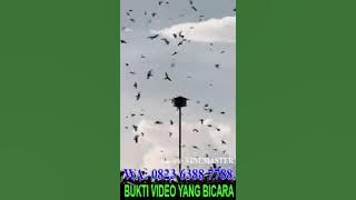BUKTI SUARA WALET YANG TERBAIK DI DUNIA HANYA ADA DI AWI CLUB INDONESIA ...PESAN SEKARANG BAYAR COD.