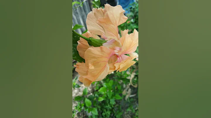 Yellow Hibiscus Flowers | gudhal ka phool | Double petals Hibiscus flower plant #shorts - DayDayNews
