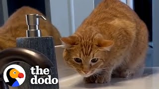 Meet The Worlds Cat Dad The Dodo