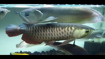 Cách nuôi cá rồng - Phần 4: Cao lưng hồng vỹ - Highback