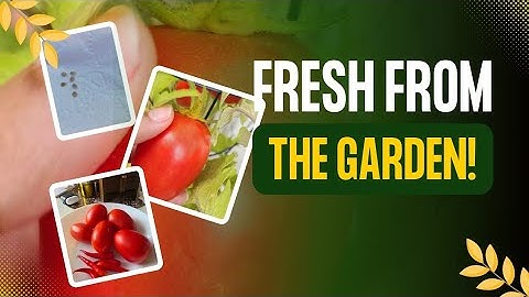 Fresh From My Garden🌿| Picking Ripe, Juicy Tomatoes |Home Gardening Tips🍅🍅🍅 #gardeninglife #tomatoes