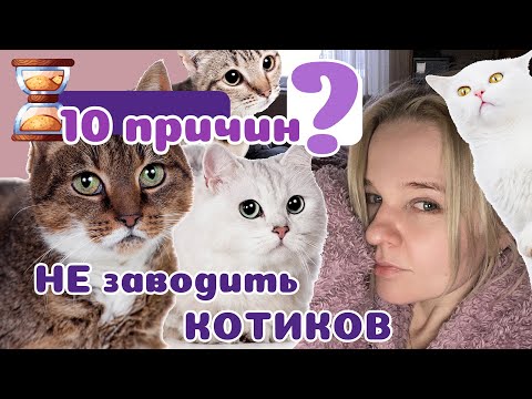 10 причин НЕ заводить КОТИКА! Популярная бестия.