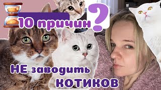 10 причин НЕ заводить КОТИКА! Популярная бестия.