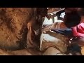 गाय में कठीन प्रसव | dystocia in cow | difficulty in birth.