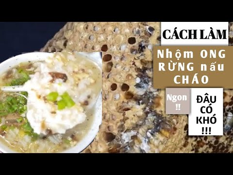 Video Thử Thực Hiện Món Cháo Nhộng Ong Ruồi Từ Tổ Ong Rừng... - youtube