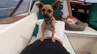 Episode 4 | Marina Rats | Errands day in Redondo and 4th of July | Liveaboard Sailboat