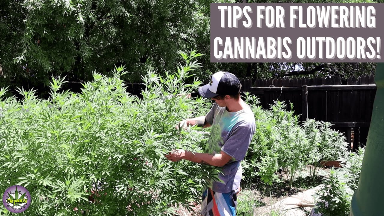 Tips for Flowering Cannabis Outdoors!