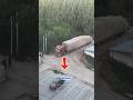 Truk Trailer  Menaklukkan Tikungan Sempit #shorts