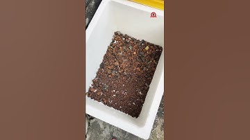 Setup thùng xốp chuẩn bị form cá lóc ngoài trời