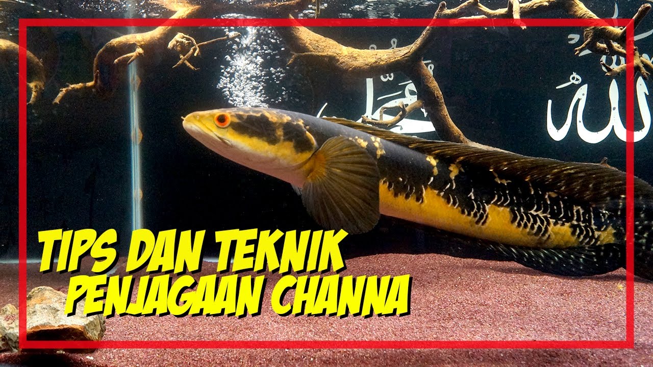 Proses Dan Cara Buat Akuarium Ikan Laga (Betta) by Akuaria