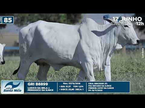 LOTE 85   GRI B8899