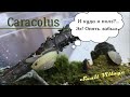 КАРАКОЛУСЫ | Caracolus. Улитки, красивое видео