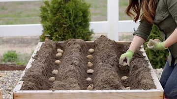 How to Plant Potatoes! 🥔🌿 // Garden Answer