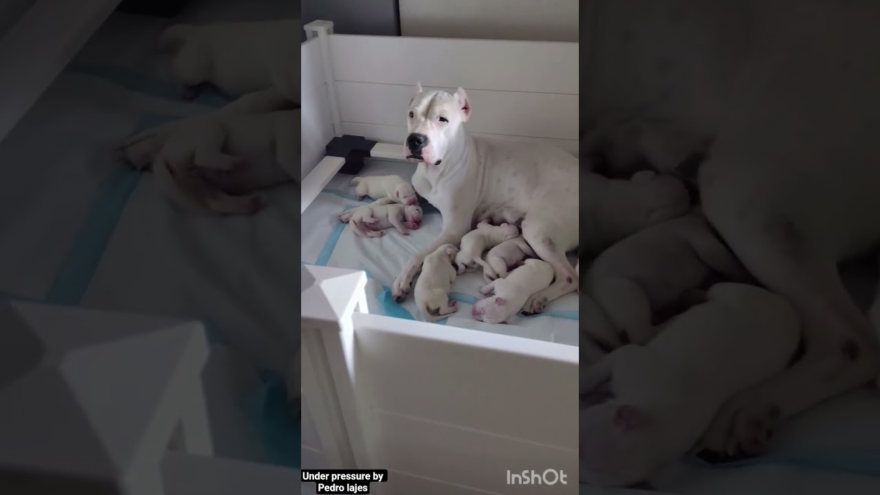 Watch (official music video)Under Pressure #dogoargentino #cannabiseducation on YouTube Watch (official music video)Under Pressure #dogoargentino #cannabiseducation on YouTube
