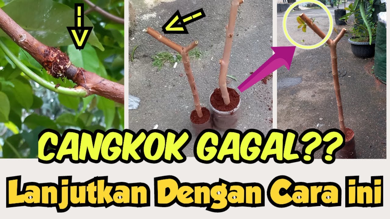 Penanganan Gagal Cangkok plus updatenya.