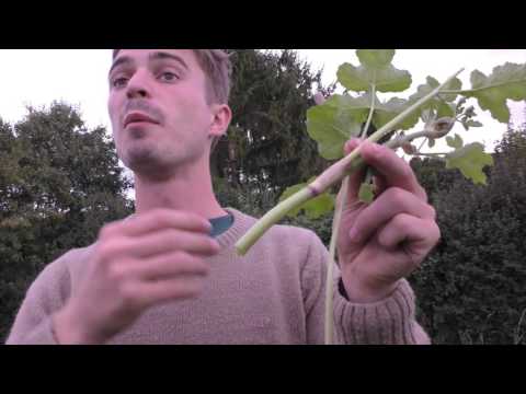 Video: Berenklauw: Waarom Deze Plant 