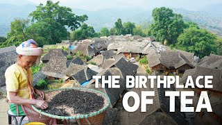 The alleged BIRTHPLACE of TEA! They have been tea farmers for over 1000 YEARS! EP28, S2