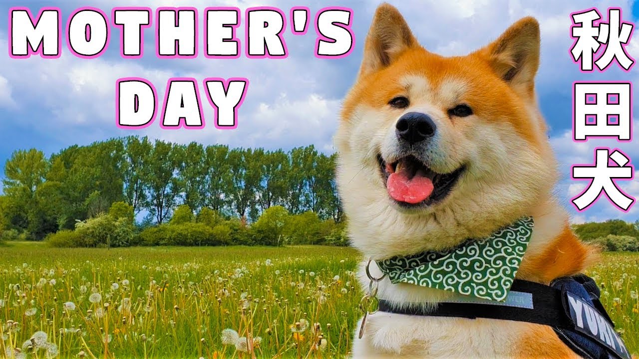 AKITA INU - The Mother's Day Gift From A Japanese Dog | 秋田犬 | 母の日