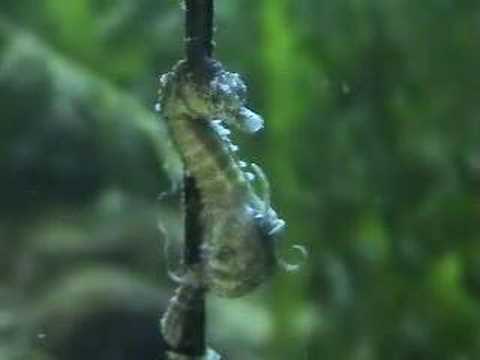 Seahorse gives birth, Seahorse having babies, Seahorse birth