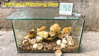 Top Easy Idea To hatch Chicks At home Without any Egg incubator By using Mirror Box