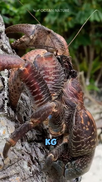 coconut-crab-the-world-s-largest-land-arthropod-shorts-youtube