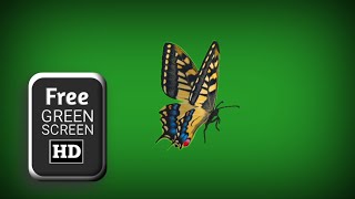 Butterfly green screen 4k | green screen butterfly flying | green screen butterfly effect
