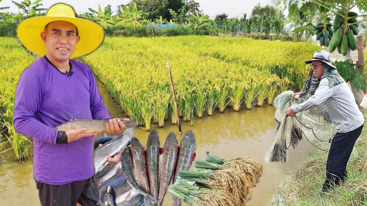 เลี้ยงปลาช่อนในนาข้าว ล็อคละ 1งาน 2,000ตัว ลงหมุนเวียนทั้งปี รายได้ดีเพราะมีเคล็ดลับ!!